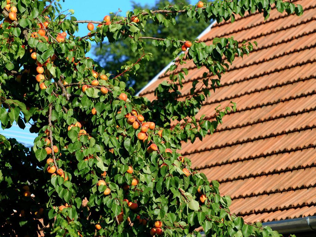 Flórián Vendégház Villánykövesd Exterior foto